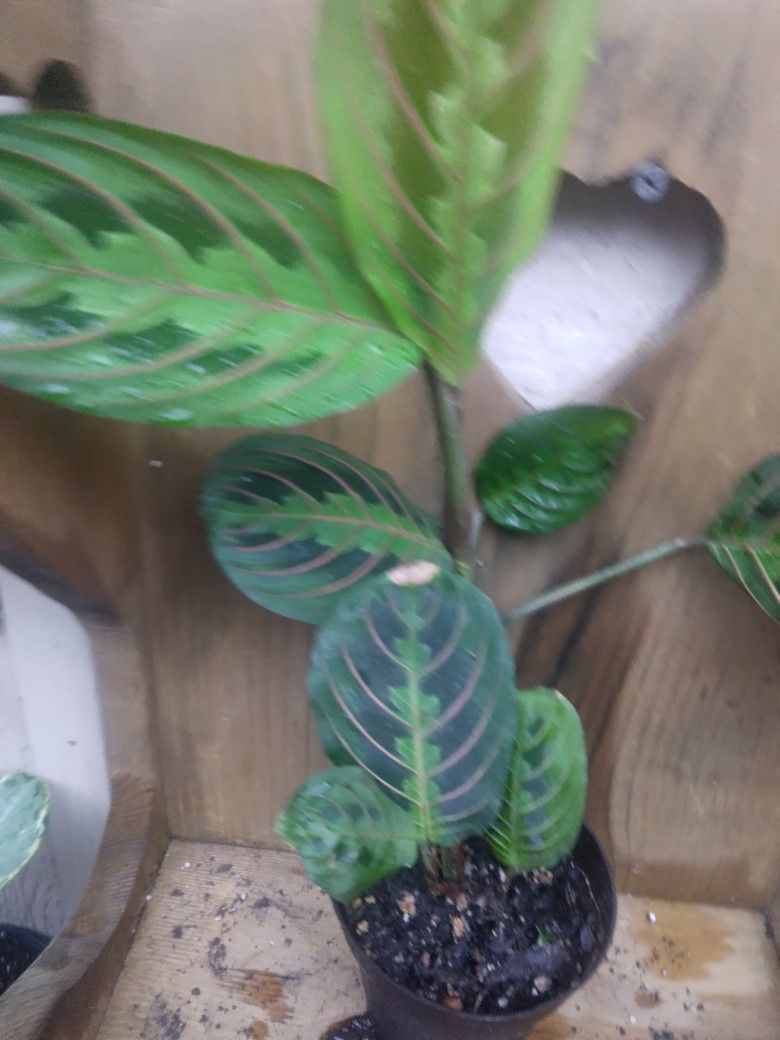 PLANT $20