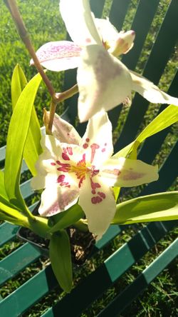 Orchids