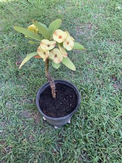 Yellow Crown of Thorn