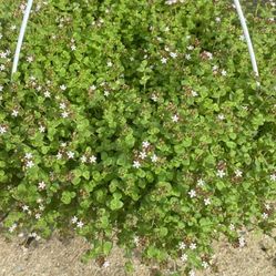Flowering Sedum Hanging Baskets