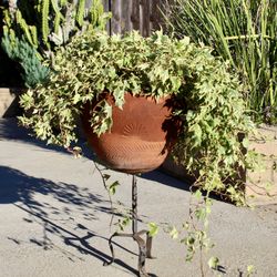 A Pot Of Old Variegated Ivy In A Terracotta Pot On A Wrought Iron Candle Stand