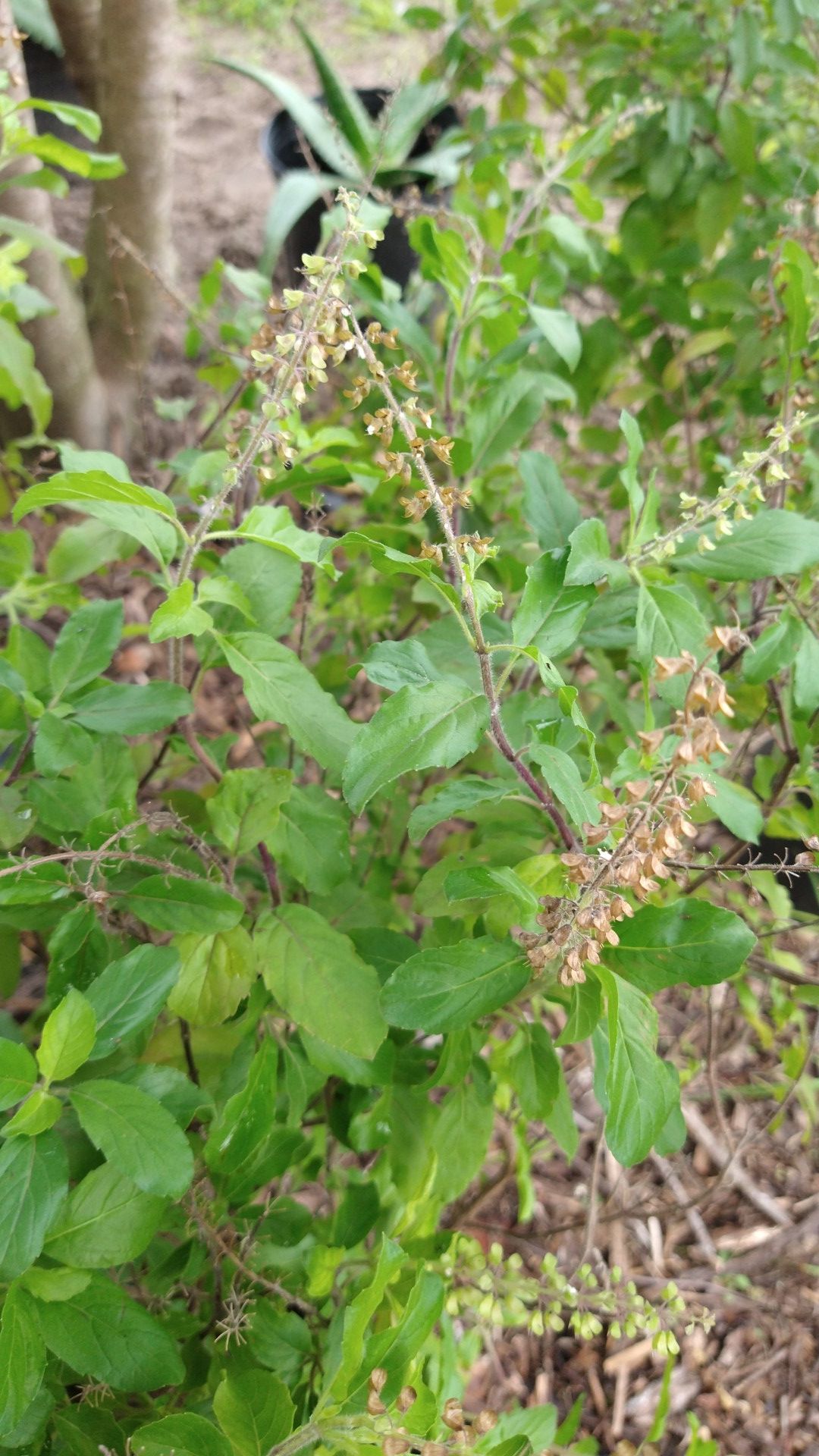 Holy basil /Tulsi plant