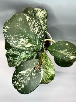 Hoya Obovata Splash