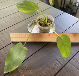 Philodendron Recurvifolium for Sale in San Diego, CA - OfferUp