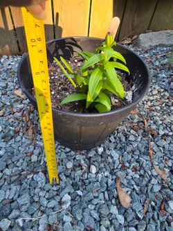 Asiatic Lily -$3