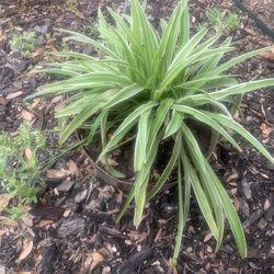 Plant nice  !   Please! 