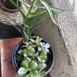 Moving Sale- Succulent Plant For $5- Needs New Home !
