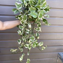 6” enjoy pothos 3ft long 