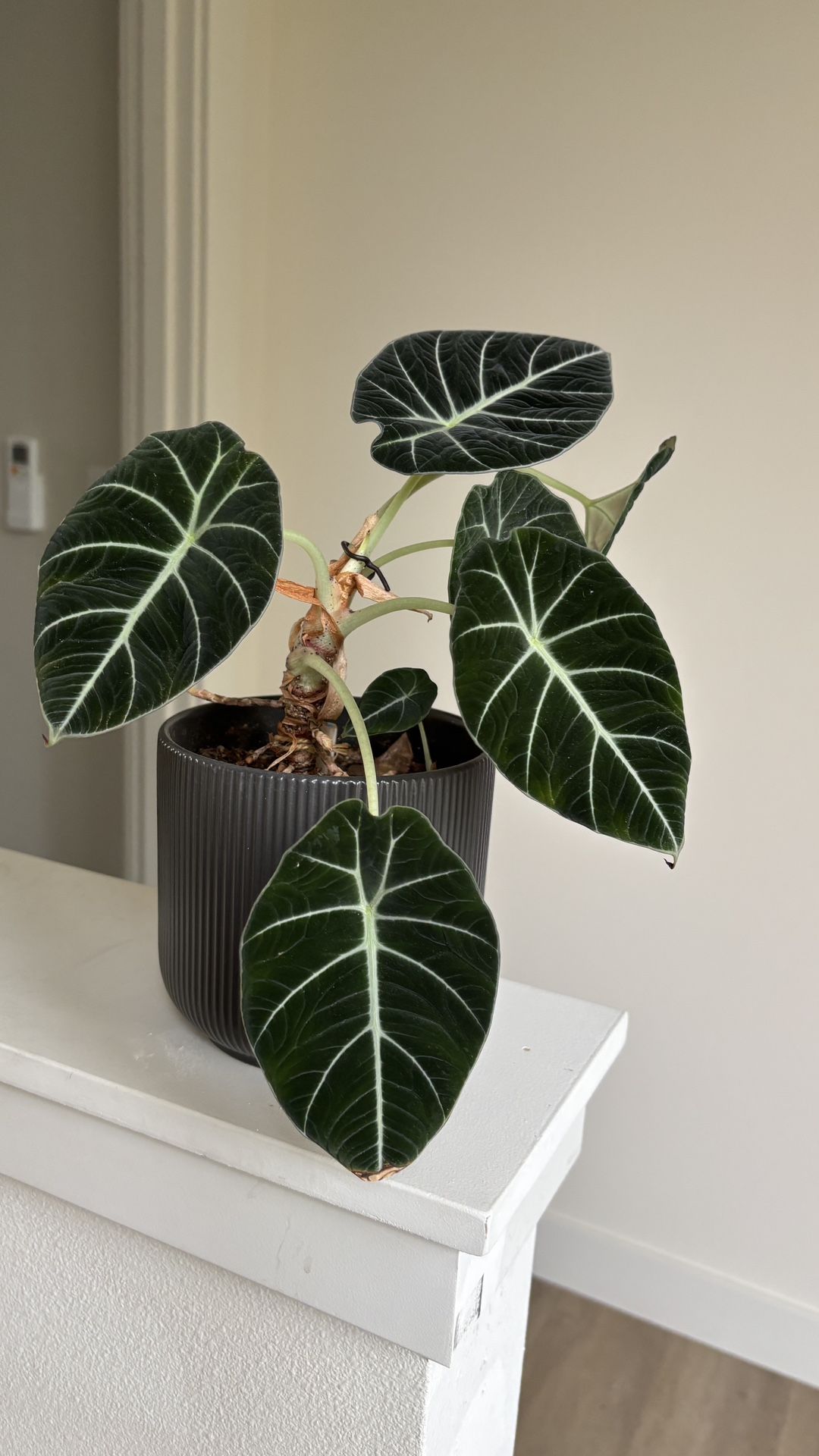 Plant alocasia Black Velvet