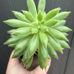 Plants for Sale! 