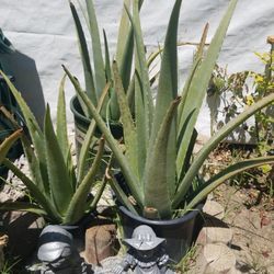 Alow Vera Plants,
