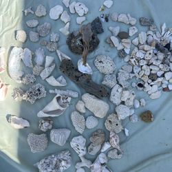 Aquarium Rocks And Shells