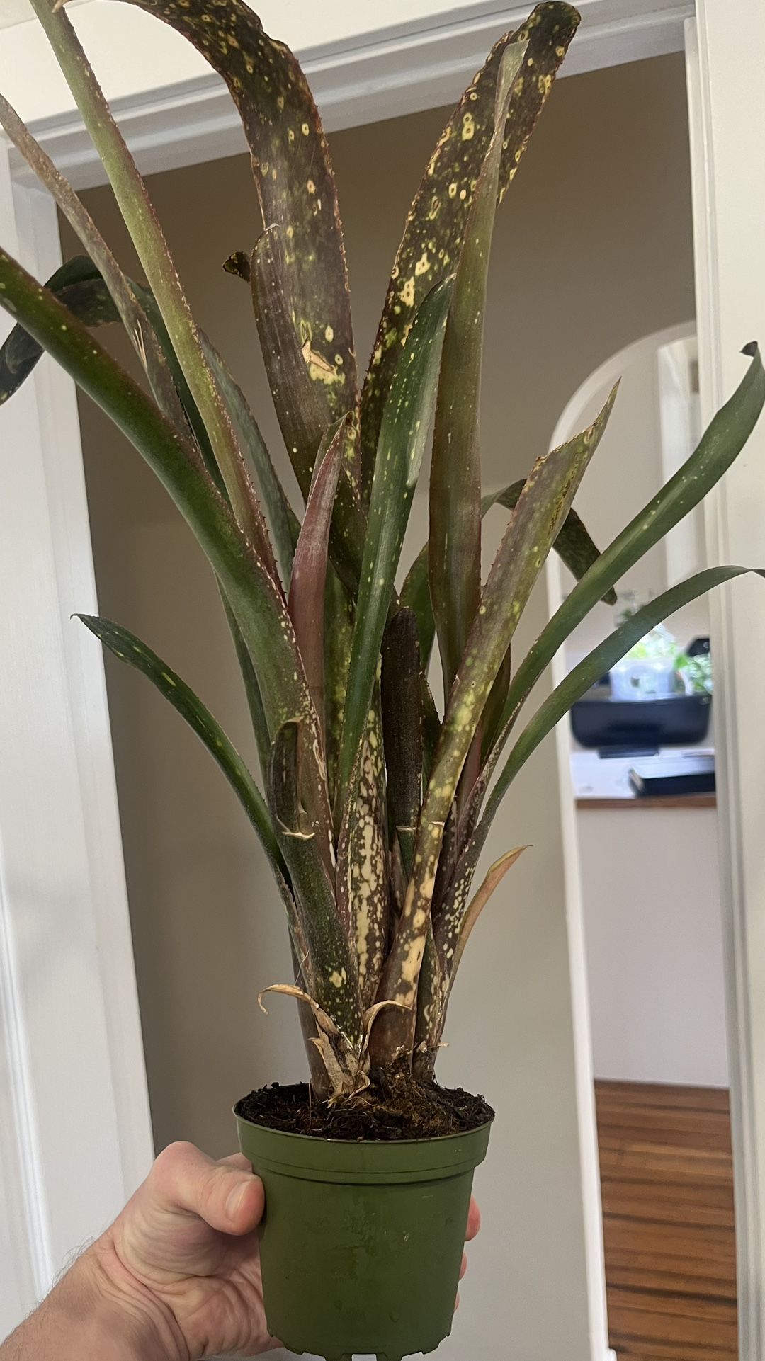 Potted Indoor Plant (Bromeliad)