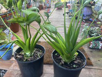 Alocasia Tiny Dancers $20