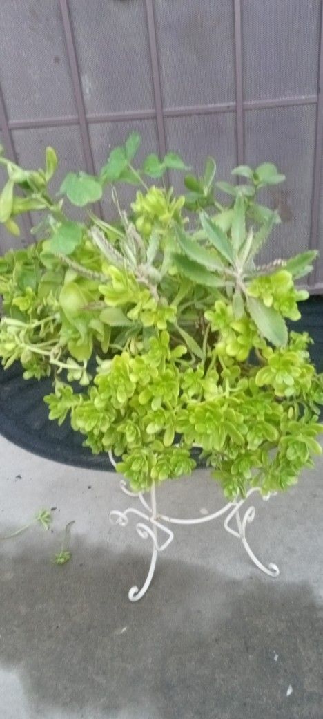plantas de suculentas tiene de 4 plantas diferentes
