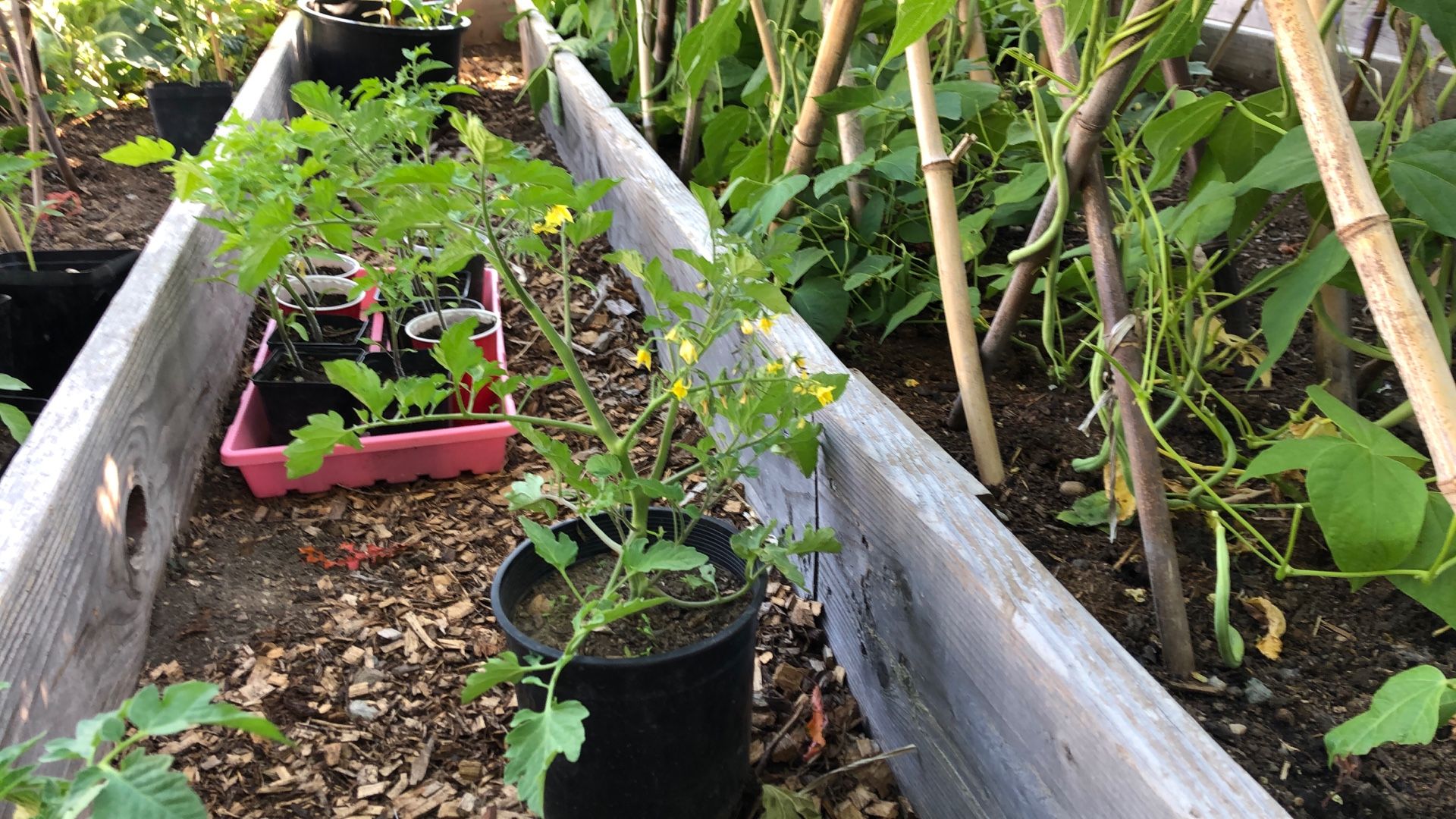Tomato Plants