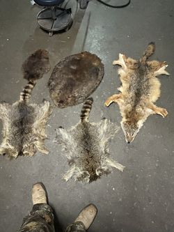 Real Animal Furs And Rugs