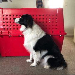 Large Airline Approved dog Crate