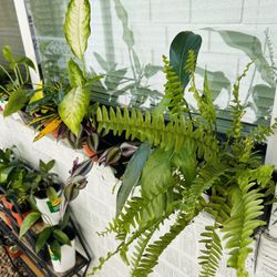 Houseplants Live Plants Indoor Home Decor Garden 4” Pot - 5 each