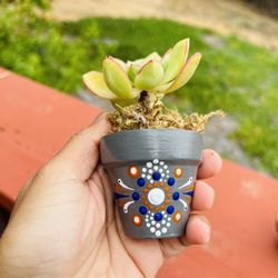 Succulent giveaway