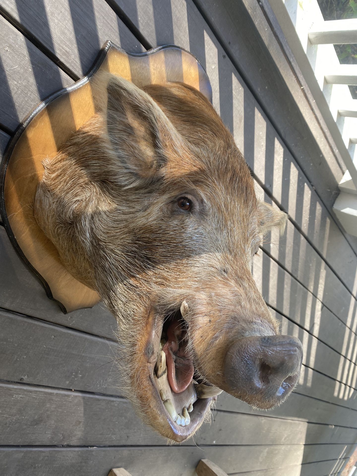 250+ Pound  Wild Boar Head And Shoulder Mount! Awesome!