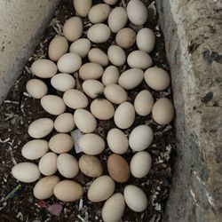 Fertile Chicken Eggs 15$ Per Dozen