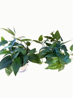 🌿 Cebu Blue Pothos – 4” Pot