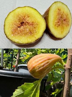 Brown Sugar Fig – Possibly Improved Celeste(Super Sweet)