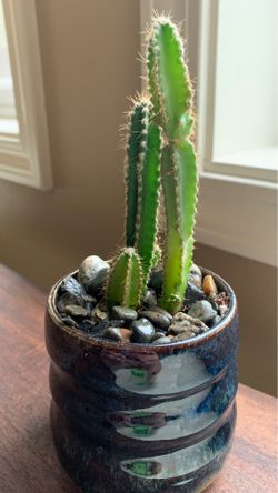 Cactus in unique handmade blue speckled ceramic plant pot