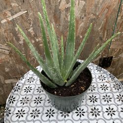 Outdoor Oleo Vera