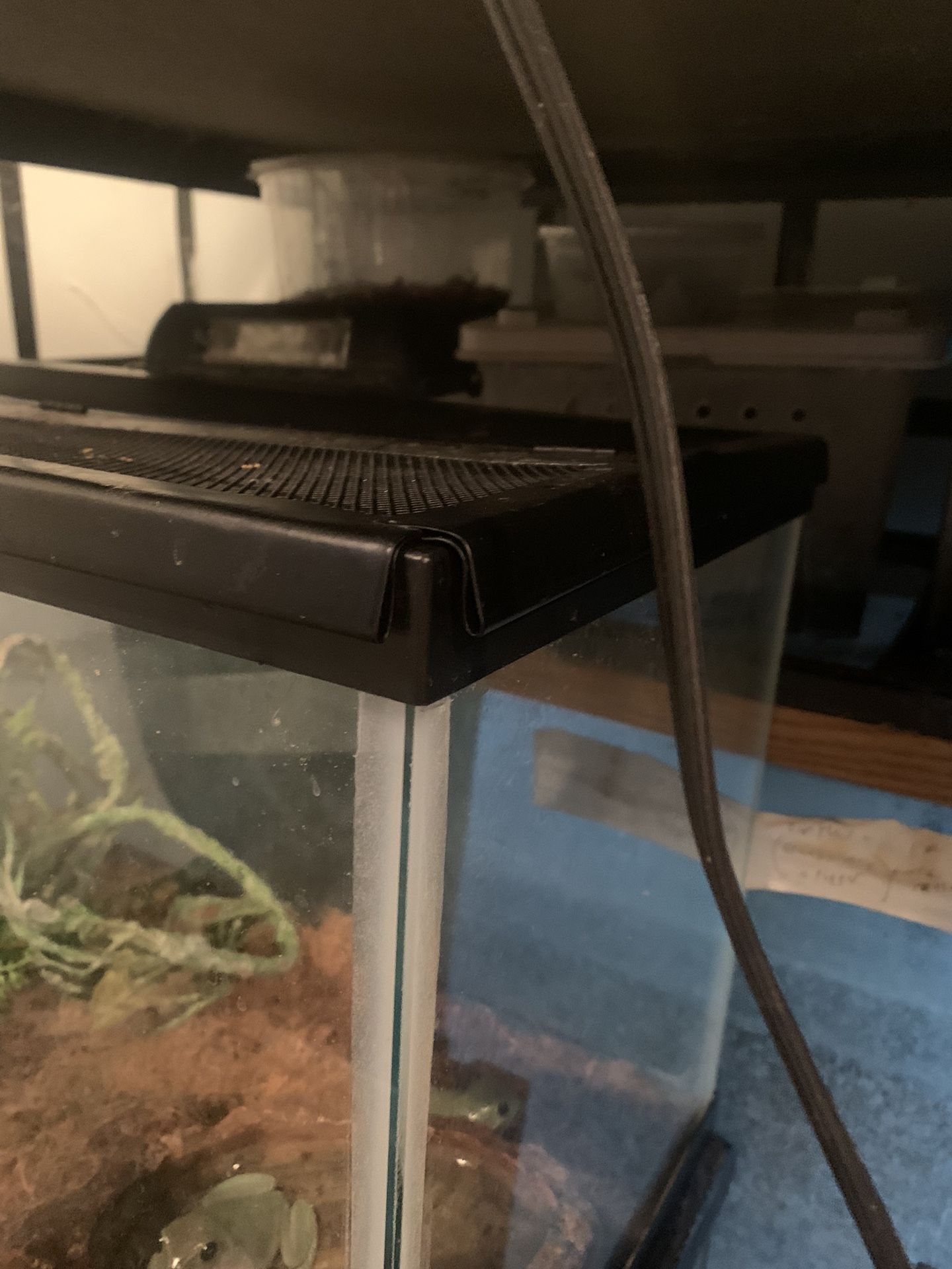 Reptile Tank With Australian Whites 🌴🐸