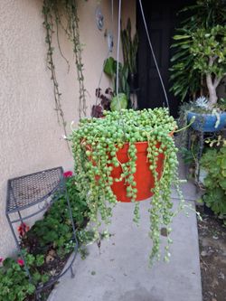 Strings of Pearl's Plant $20