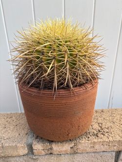 Golden Barrel Cactus in Terra Cotta Pot