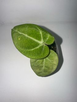 Anthurium NOID