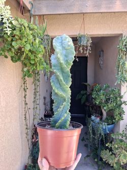 Spiral or Tornado Cactus 🌵 $49
