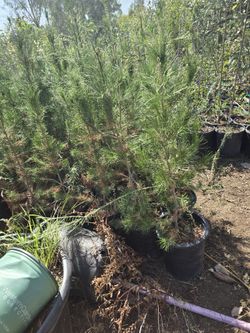 Elderica Pine 