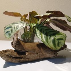 Plant And Decor