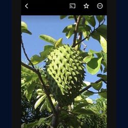 Soursop Graviola Guanabana Annona Muricata 1 Gallon Seedling Plant Tree Fully Grown