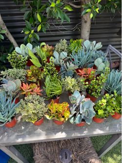 Beautiful succulents in a little pot