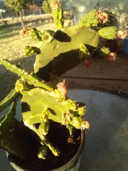 Large Blooming Prickly Pear Cactus in Pot – Rare Variety, Actively Flowering! ¡Gran Cactus Nopal