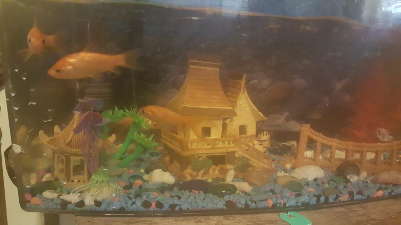 Fish tank with 7 gold fish
