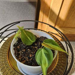 Brasil Philodendron (white pot-A)