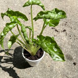Alocasia Low Rider Plant 