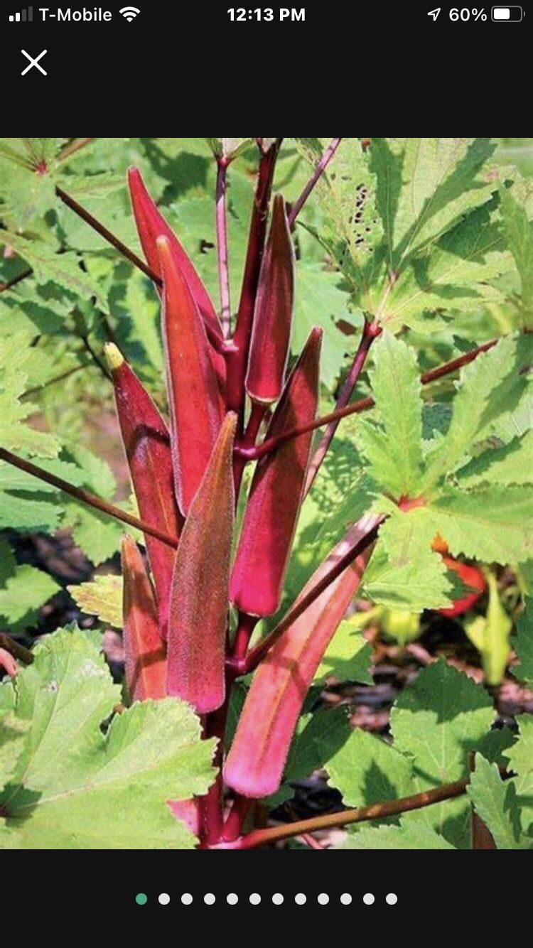 Red Okra Seedling Plant In 1 Gallon Pot Free Black Eyed Susan Plant
