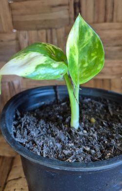 You pick $2 each Indoor house plant (Golden pothos, spider plant, marbel pothos) comes in 4 in disposible pot