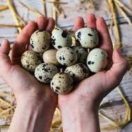 Hatching Eggs, Quail