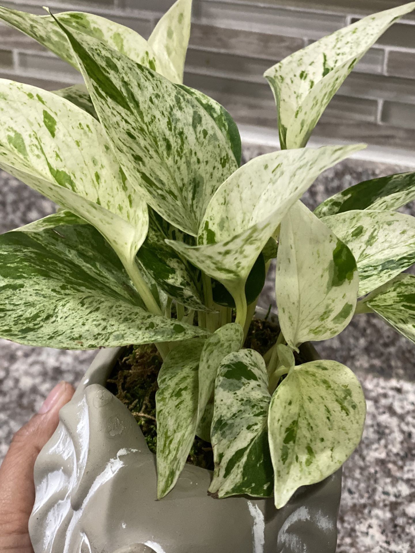 LIVE Ultra Variegated ‘Marble Queen Photos’ (pot not included)