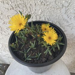 1.5 Gallon Pot Succulent Plant - Lampranthus Multiradiatus - Creeping Redflush - Rooted & Established - Drought Resistant - 🪴Blooms on Spring and Sum