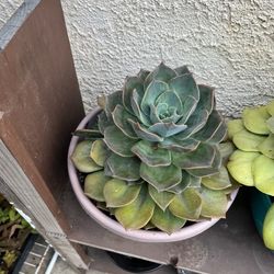 Big Succulent  