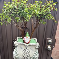 Gorgeous, Unique Succulent Tree In A Beautiful Pot 